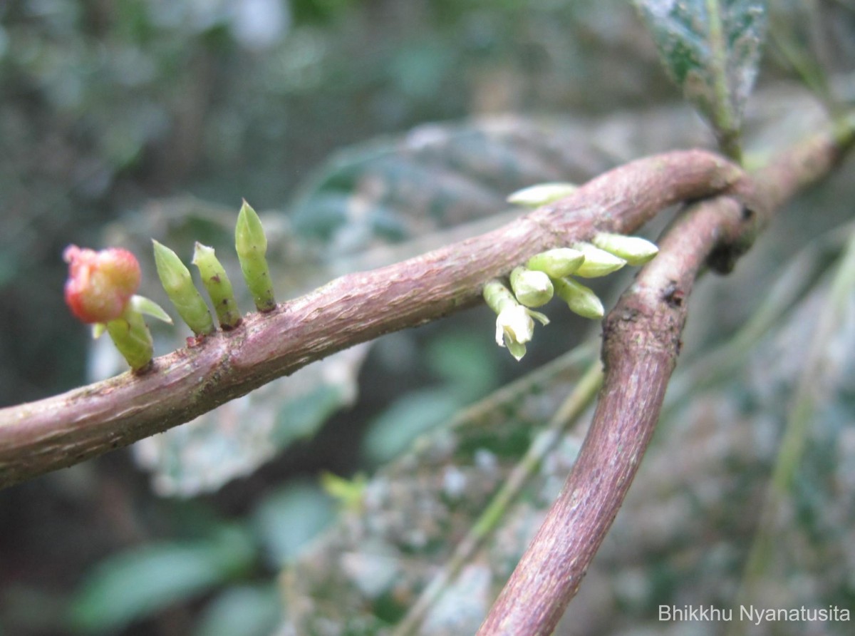 Agrostistachys indica Dalzell